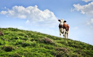 Read more about the article Если твоя корова только в облаках, то молока ты не увидишь (еврейская).